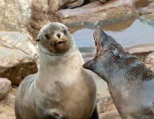 Bad breath at cape cross