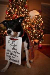 Dog shaming - Dog have the worst Xylitol side effects