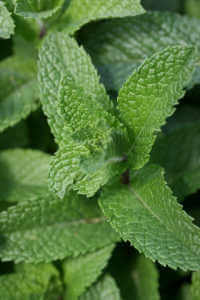 Mint