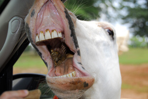 Similing Horse (seems happy to be avoiding oil pulling side effects)