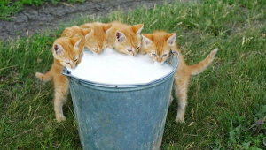 Five Thirsty Little Kittens