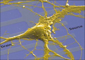 nervechip_zoom (This image shows the rat neuron on a transistor)