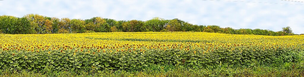 Sunflower Season