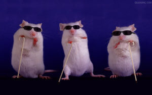 Rats were crazy
