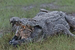 croc jaws