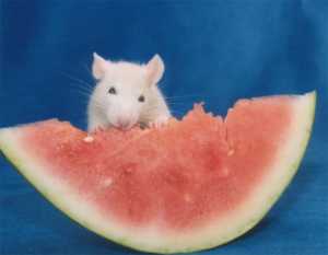 Fancyrat1 eating watermelon