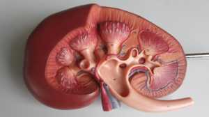 Kidney, excellent modle.