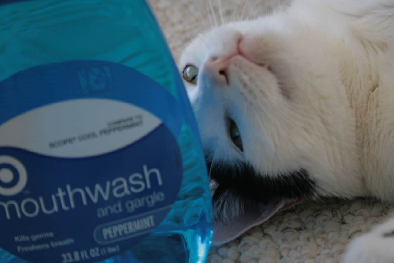 Mouthwash Cat